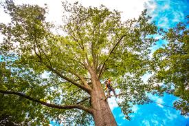 Best Tree Mulching  in Winter Beach, FL