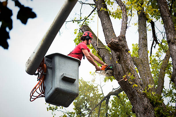 Best Tree Removal  in Winter Beach, FL